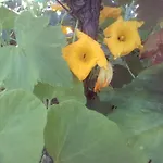 ゲストハウス вилна зона златни пясъци, спирка ален мак *
