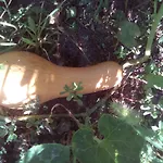 вилна зона златни пясъци, спирка ален мак ゲストハウス ヴァルナ