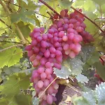 вилна зона златни пясъци, спирка ален мак ヴァルナ