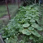 вилна зона златни пясъци, спирка ален мак ヴァルナ