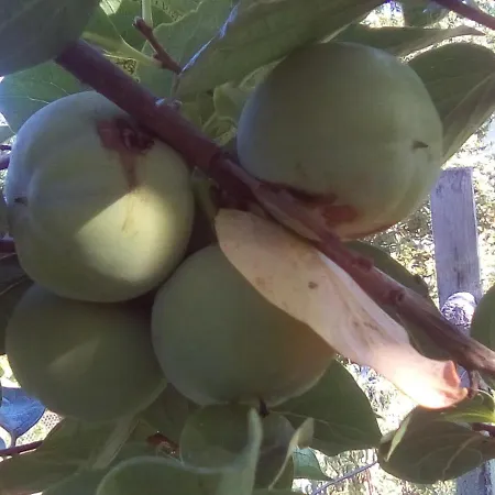 вилна зона златни пясъци, спирка ален мак Vendégház *