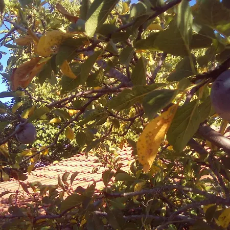 вилна зона златни пясъци, спирка ален мак Vendégház *