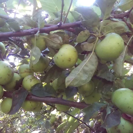 вилна зона златни пясъци, спирка ален мак Vendégház