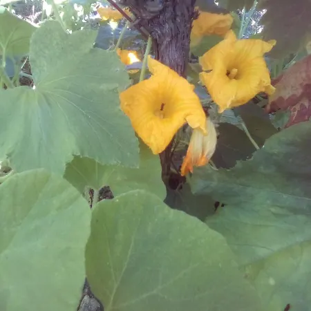 Vendégház вилна зона златни пясъци, спирка ален мак *