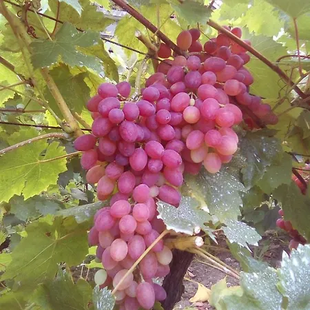 вилна зона златни пясъци, спирка ален мак Várna