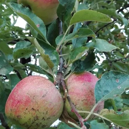 вилна зона златни пясъци, спирка ален мак Vendégház