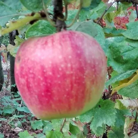 вилна зона златни пясъци, спирка ален мак Vendégház Várna