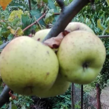 вилна зона златни пясъци, спирка ален мак * Várna