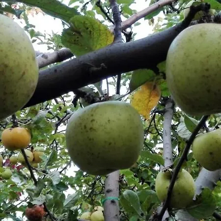 Vendégház вилна зона златни пясъци, спирка ален мак