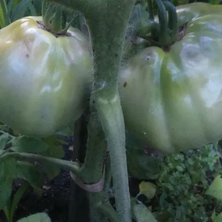 вилна зона златни пясъци, спирка ален мак Várna