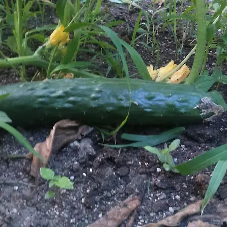 Vendégház вилна зона златни пясъци, спирка ален мак Várna