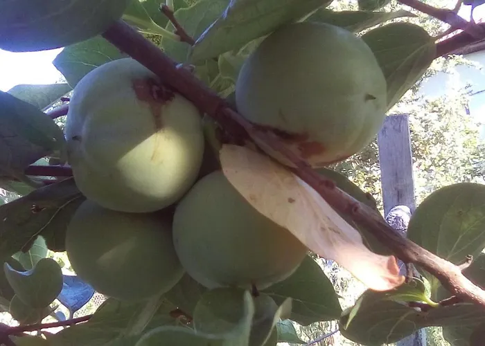 вилна зона златни пясъци, спирка ален мак Maison d'hôtes *