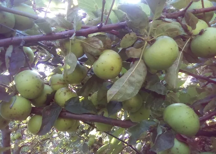 вилна зона златни пясъци, спирка ален мак Maison d'hôtes