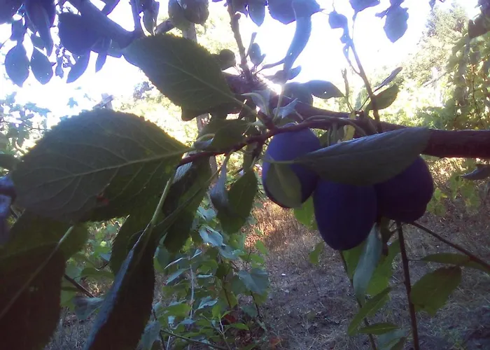 вилна зона златни пясъци, спирка ален мак Maison d'hôtes Varna