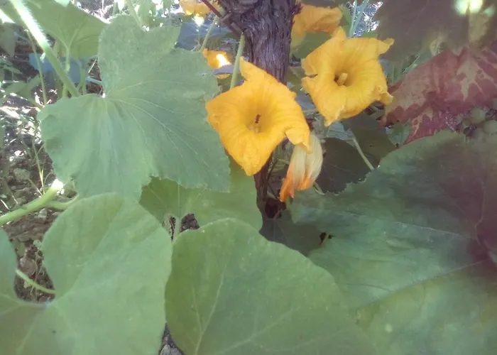 Maison d'hôtes вилна зона златни пясъци, спирка ален мак *