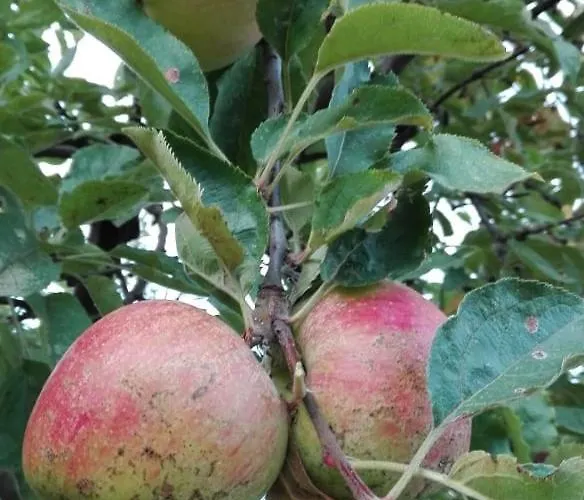 вилна зона златни пясъци, спирка ален мак Maison d'hôtes