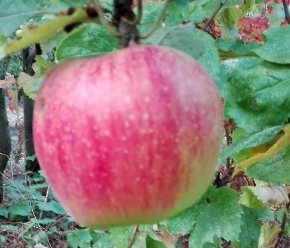 вилна зона златни пясъци, спирка ален мак Maison d'hôtes Varna