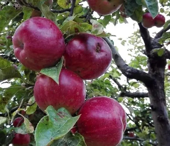 вилна зона златни пясъци, спирка ален мак Maison d'hôtes Varna