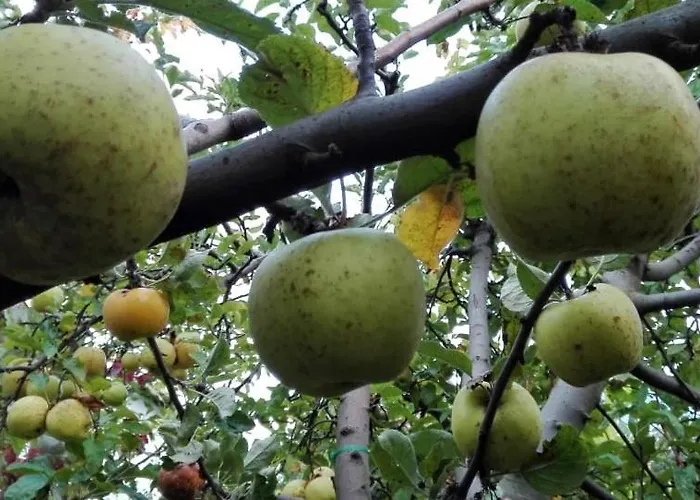 Maison d'hôtes вилна зона златни пясъци, спирка ален мак