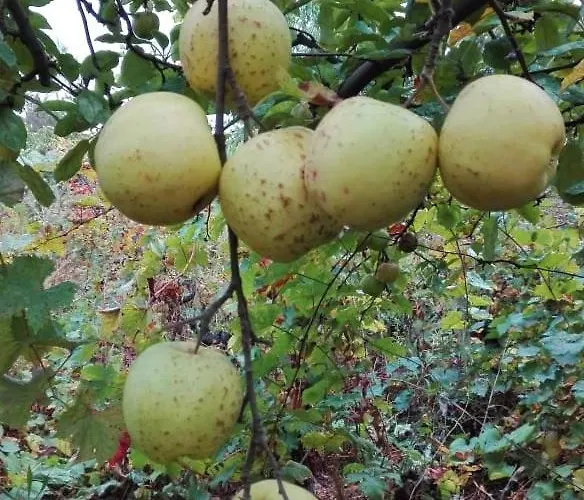 вилна зона златни пясъци, спирка ален мак Varna