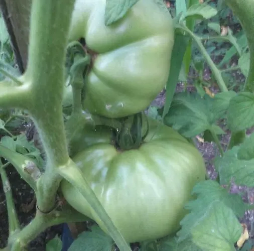 вилна зона златни пясъци, спирка ален мак