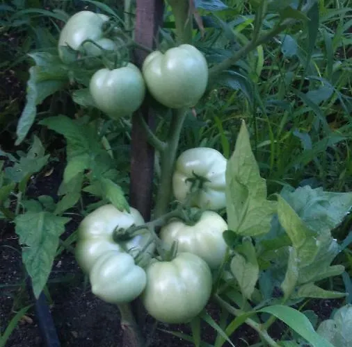 Maison d'hôtes вилна зона златни пясъци, спирка ален мак *