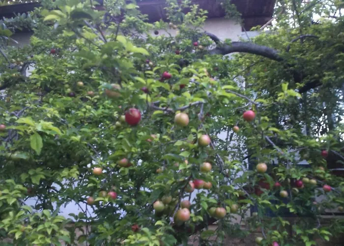 вилна зона златни пясъци, спирка ален мак