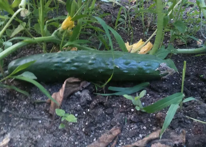 Maison d'hôtes вилна зона златни пясъци, спирка ален мак Varna