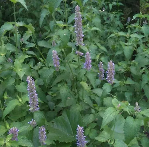 вилна зона златни пясъци, спирка ален мак Varna